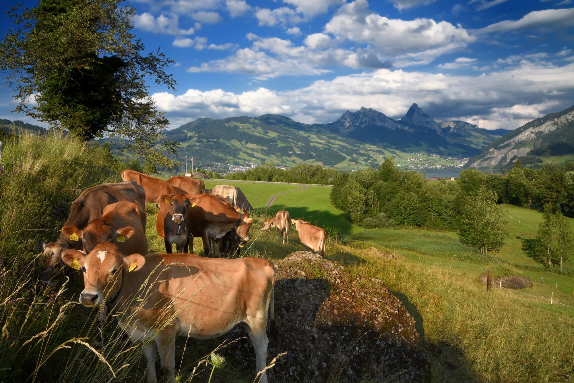 Cows and Mythen